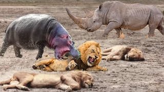 Family Hippo Attack Crazy Lion Hunting, Powerful Rhino vs Lion |  Real Fight Wild Animal Attacks