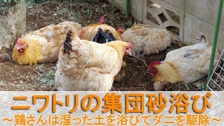 ニワトリの集団砂浴び～雌鶏と雄鶏が湿った土を浴びてダニを駆除～