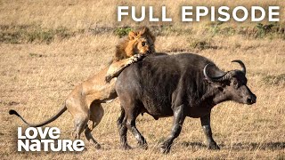 Lion Pride Brings Down Buffalos In Epic Battles | Creative Killers 101
