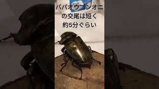 【カブクワ】ババオウゴンオニクワガタのペアリング