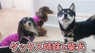 ダックス姉妹と柴犬 【ひみつきちなう！①】2019年2月16日