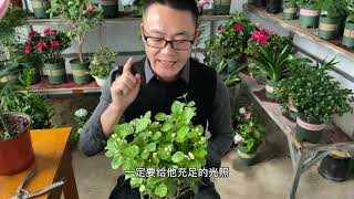 想要把茉莉花养的花开不断爆盆，一定要记住这3点【兵哥花园】