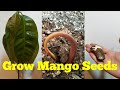 How To Grow Mango Tree From Seed Easily | Germination Mango Seed Faster