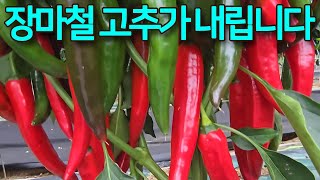 해남 토생수 고추. 올 기후를 잘 이기고 7월 10일 장마 철 첫 수확을 했습니다. 병 없이 너무 예쁘고 실하고 수확 양도 최고로 기분 좋게 다녀왔습니다.