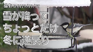 雪が降って、ちょっとだけ冬に逆戻りです。野鳥の越冬給餌もあと少しで終了です。