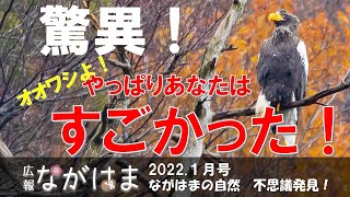 驚異！オオワシよ！やっぱりあなたはすごかった！（ながはまの自然 不思議発見！2022.1月号）