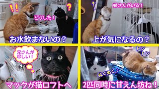 ＜2匹の猫通信＞「ほっこりライブ」何故か見つめ合うめめとマック…上が気になる？珍しくマックが猫ロフトへ！2020 11 06 Cat Live Stream in Japan -Cat Life TV