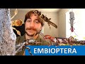 Embioptera: The Webspinners - Order Spotlight