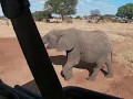 African Safari in Kenya, Tanzania, Uganda and Rwanda