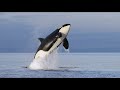 'If we do nothing, I think we will lose this population forever' | The race to save our orcas