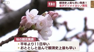 金沢でソメイヨシノの開花発表　観測史上最も早く