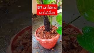 Short DIY เสาไม้เลื้อย เสาไม้ด่าง