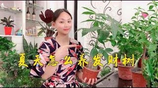 夏天发财树按我说的养，病株也能恢复如初，猛长发财叶