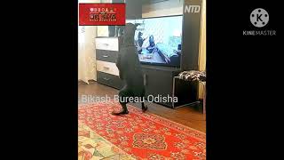 ଦେଖନ୍ତୁ କୁକୁର ଟି କିପରି TV screen ku dekhiki Exercise karuchi