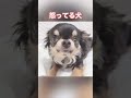 怒る、ぽんず🐶 shorts チワワ ちわわ 치와와 chihuahua 犬 面白犬 怒る犬 怒 怒る