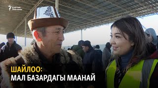 Шайлоо: Мал базардагы маанай