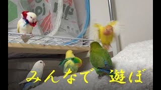 201121　みんな仲良くしてね　小桜インコ　我が家の天使たち5羽αα