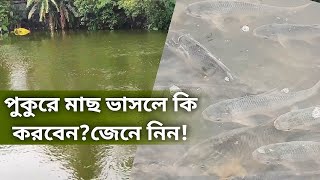 পুকুরে মাছ ভাসার কারণ কি | ৬ টি কারণে পুকুরে মাছ ভেসে উটে এবং করনীয় কি জেনে নিন