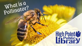 High Point Public Library- What is a Pollinator?