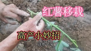 农村老辈人红薯移栽方法，高产高成活率，75岁老农现场实操讲解