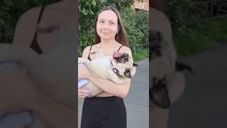 Супер пес 🐕 #мопсы #pug #мопс #собака #шифа