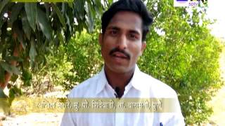 ZBNFSPTV : Baramati, Pune : Swapnil Mhetre pomegranate cultivation : Subhash Palekar Farm Survey