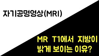 MR T1에서 지방이 밝게 보이는 이유