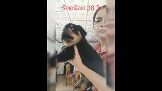 ลูกร๊อตอายุ 38 วัน #rottweiler #shorts #short