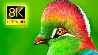 Unique Birds Premium Collection in 8K ULTRA HD / 8K TV