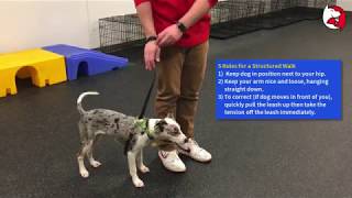 Puppy Class Lesson: Stopping Leash Pulling with a Martingale Collar