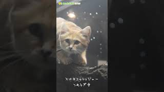 【東山動植物園公式】スナネコのショジャーのつめとぎ中《 スナネコ 》 #short