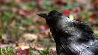 Crow Activation by Fall Sunlight