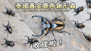 【山林蟲坊】泰國黃金鹿角鍬形蟲大量羽化 | Rhaetulus crenatus speciosus:  Massive Adults Eclosion