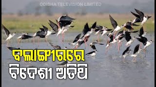 Threat To Migratory Birds At Karangakata In Bolangir