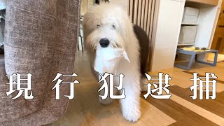 【速報】牧羊犬、いたずらで現行犯逮捕される