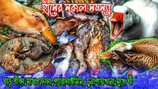 হাঁসের ঘাড় বাঁকা,প্যারালাইসিস,মাথা ফোলা, চুনাপায়খানা,মুখে ঘাঁ, জ্বর সকল সমস্যার সমাধান A টু Z