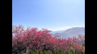 大台北華城-華城特區-櫻花別緻別墅-萬家興不動產-康橋國際學校-青山鎮-topOne台灣豪宅