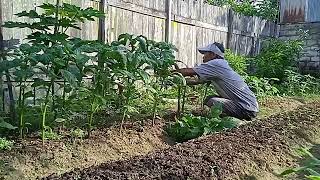 keseharian bakul sayur//panen sayuran dipekarangan rumah