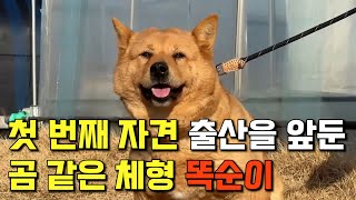 곧 출산예정인 수컷 진돗개 체형급 황구 암컷 똑순이!