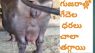 గుజరాత్లో గేదెల ధరలు చాలా తగ్గాయి||#jafrabadi_buffalo #dairyfarming #telangana #gujarat