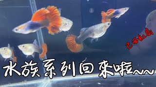 水族系列回來啦!!!【水族日常《Daily Life》】