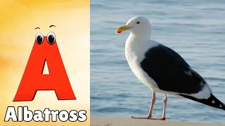 Birds ABC Song for Kids | Phonics for Kids | Alphabet Letters | Learn ABC for Kids