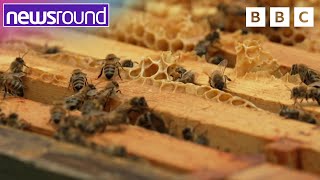 World Bee Day 2023 🐝 What's all the buzz about? | Newsround