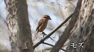 秋ヶ瀬公園の野鳥　オオタカのせいで少ない野鳥