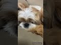 イビキ？寝言？どんな夢見てるか気になる🤭 シーズー 시추 犬 癒し 犬のいる生活 dog