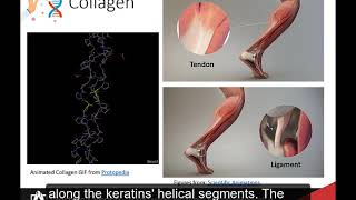 CH450 Chapter 2.5 Tertiary and Quaternary Protein Structure