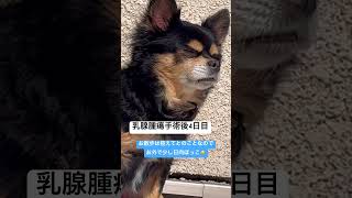 13歳シニア犬チワワ　乳腺腫瘍手術後4日目　経過観察（2/13の様子）#乳腺腫瘍 #高齢犬 #シニア犬