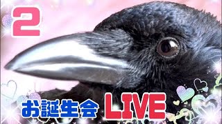 2月お誕生会LIVEカラス、鳩たちと生配信2025/2/12 KUPPI the Crow ※概要欄見てね