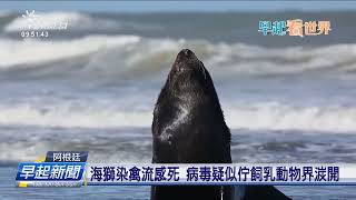 阿根廷大陣海獅染禽流感死 當局防疫防湠開 | 公視台語台 | 20230831