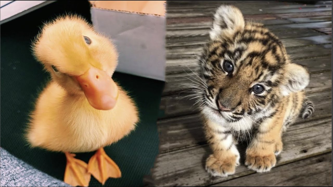 Cute Baby Animals Videos Compilation Funny And Cute Moment Of The